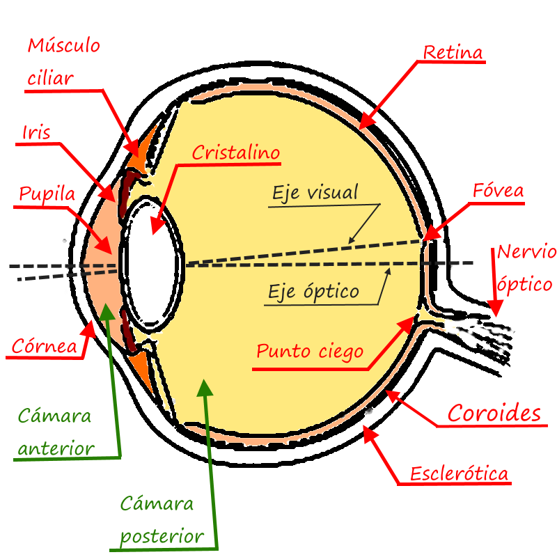 Sección del ojo humano