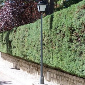Columna Cb